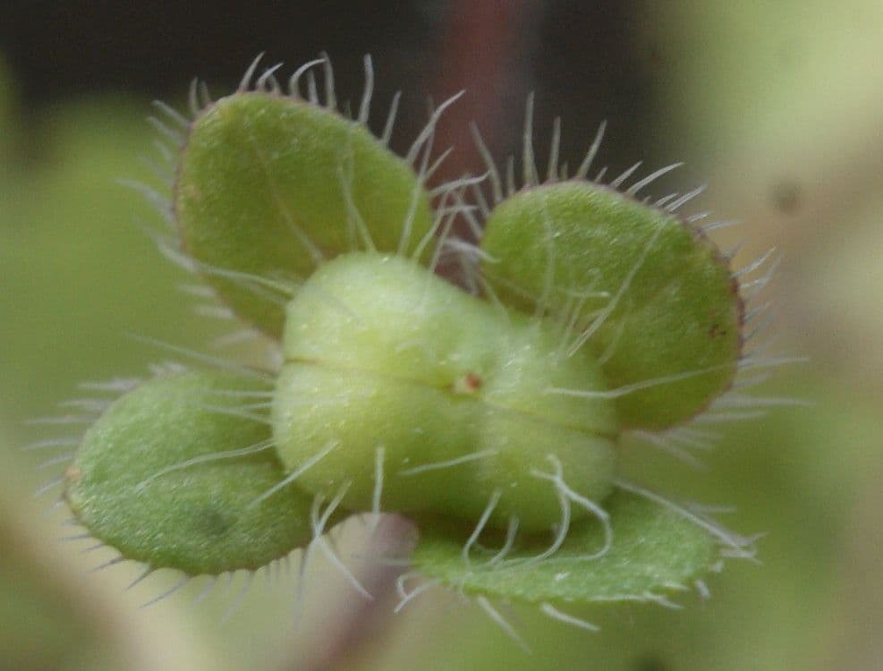 Veronica cymbalaria 3