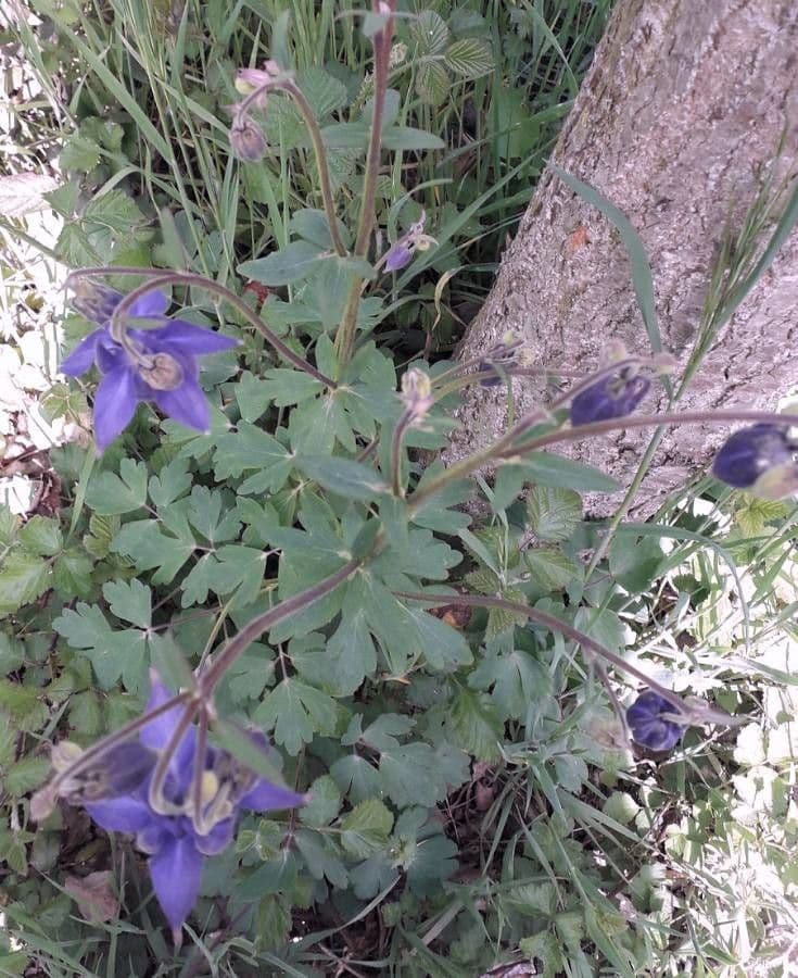 Aquilegia comune 12