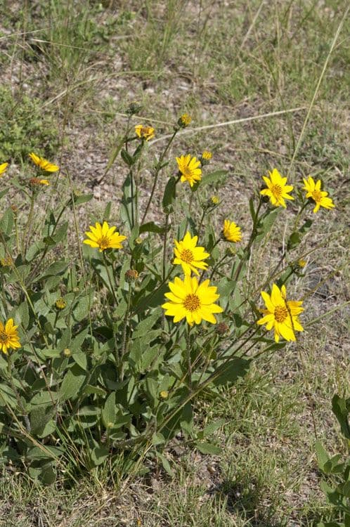 Girasole nano 7