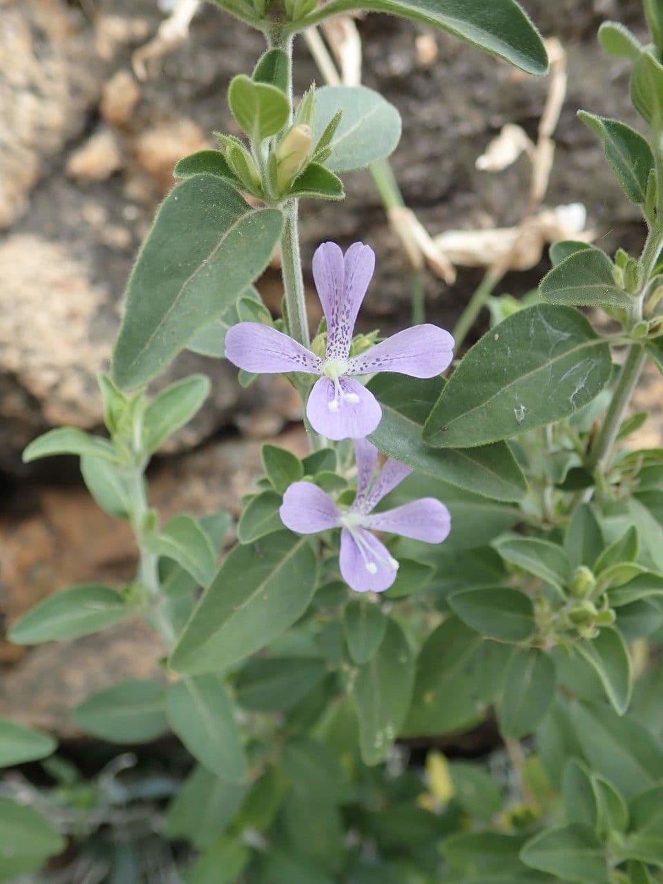 Barleria 16