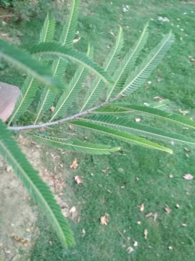 Amla 12