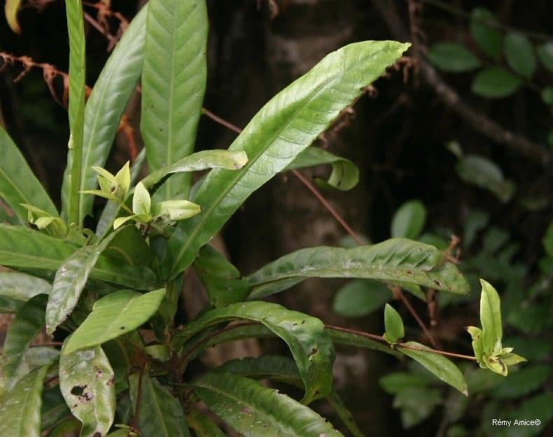 Atractocarpus 10