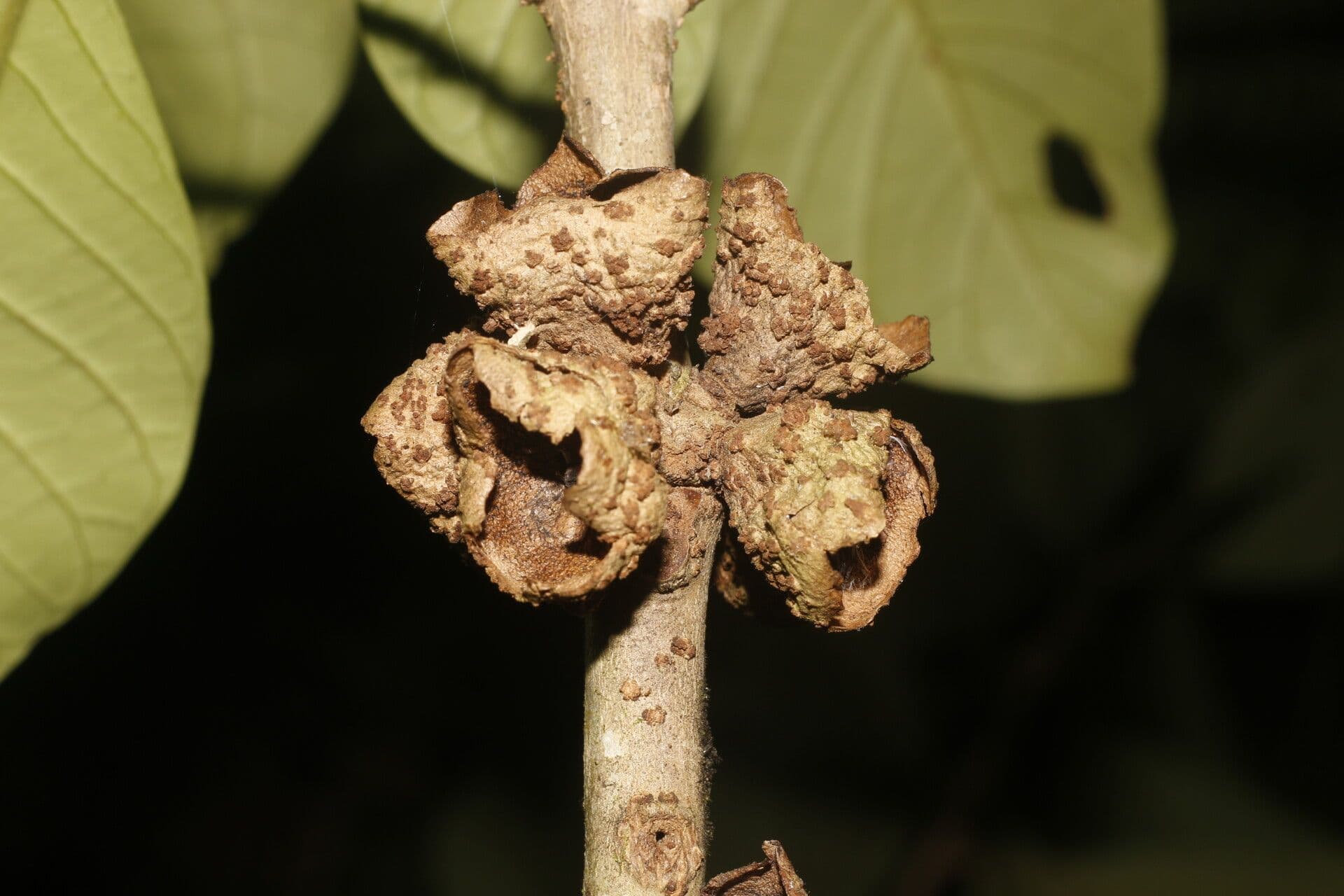 Aegiphila