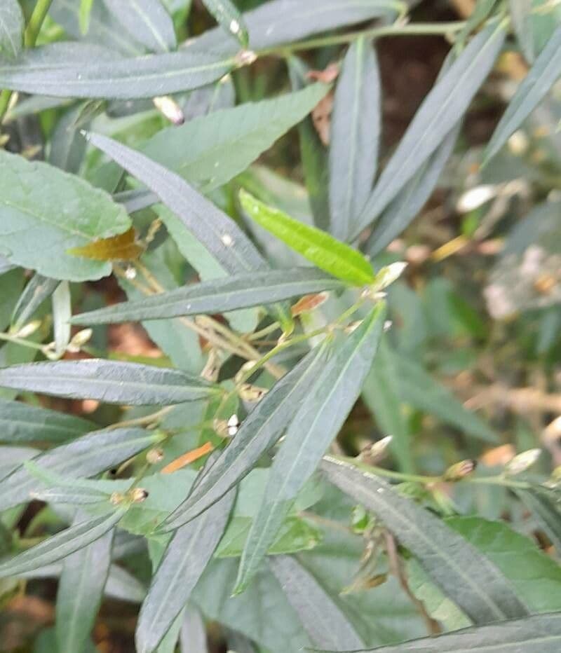 Lepidaploa 4