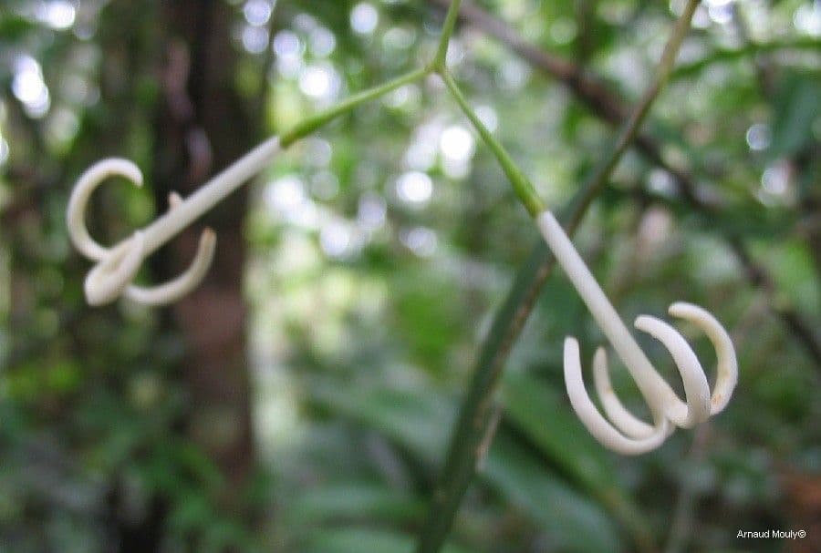 Psychotria