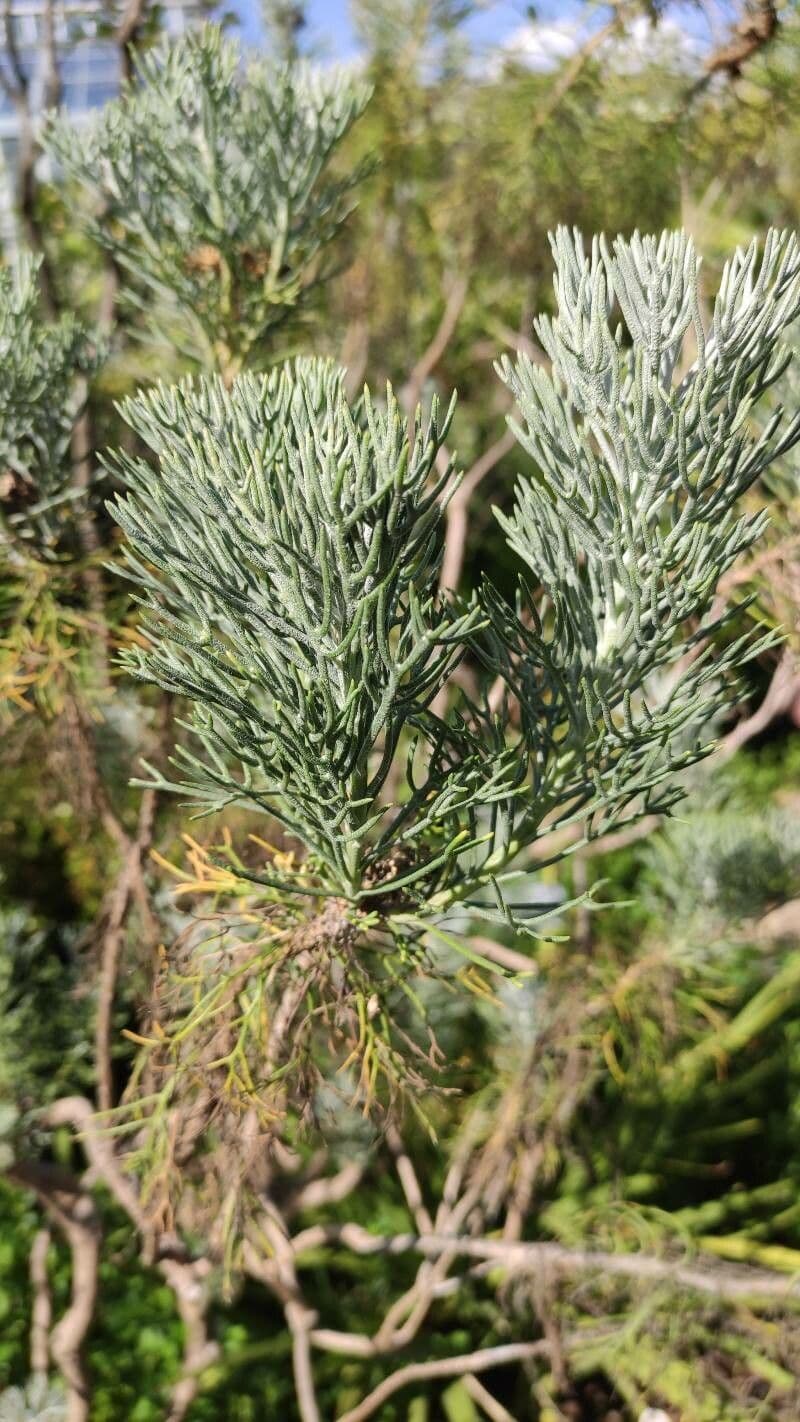Athanasia crithmifolia 3