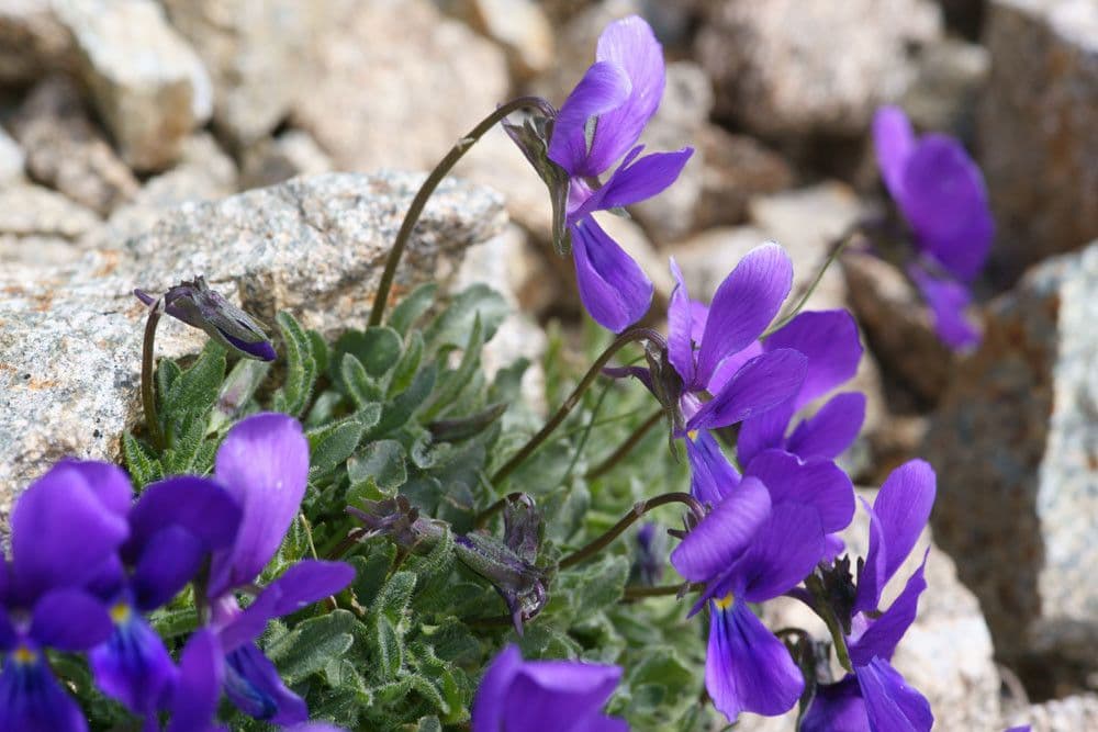 Viola 9