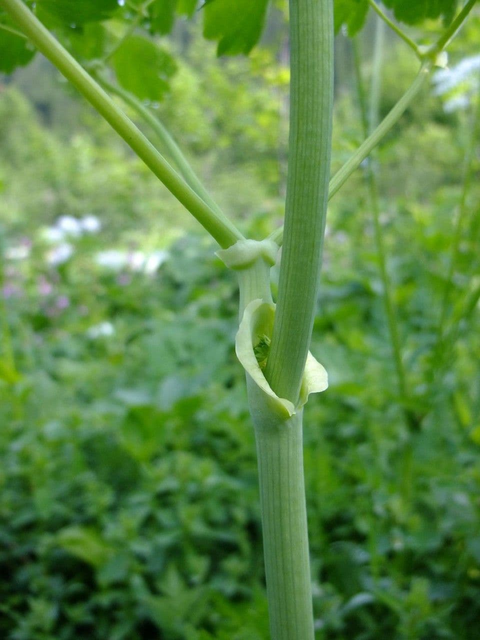 Akeleiblättrige Wiesenraute 23