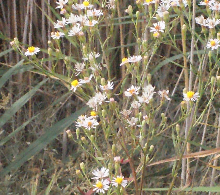 Aster solny 31