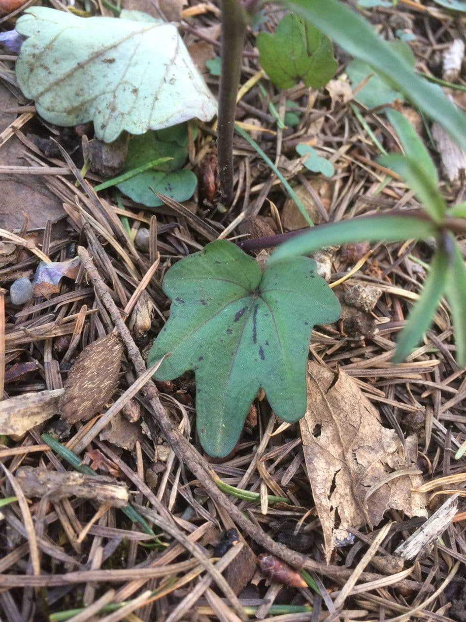 Cardamine di Nuttall 13
