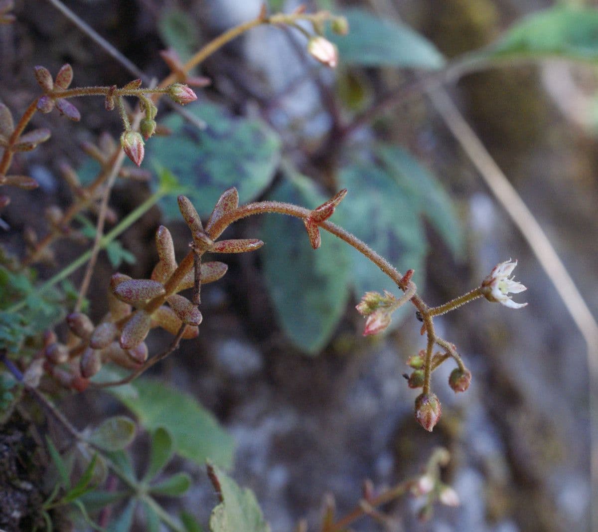Sedum