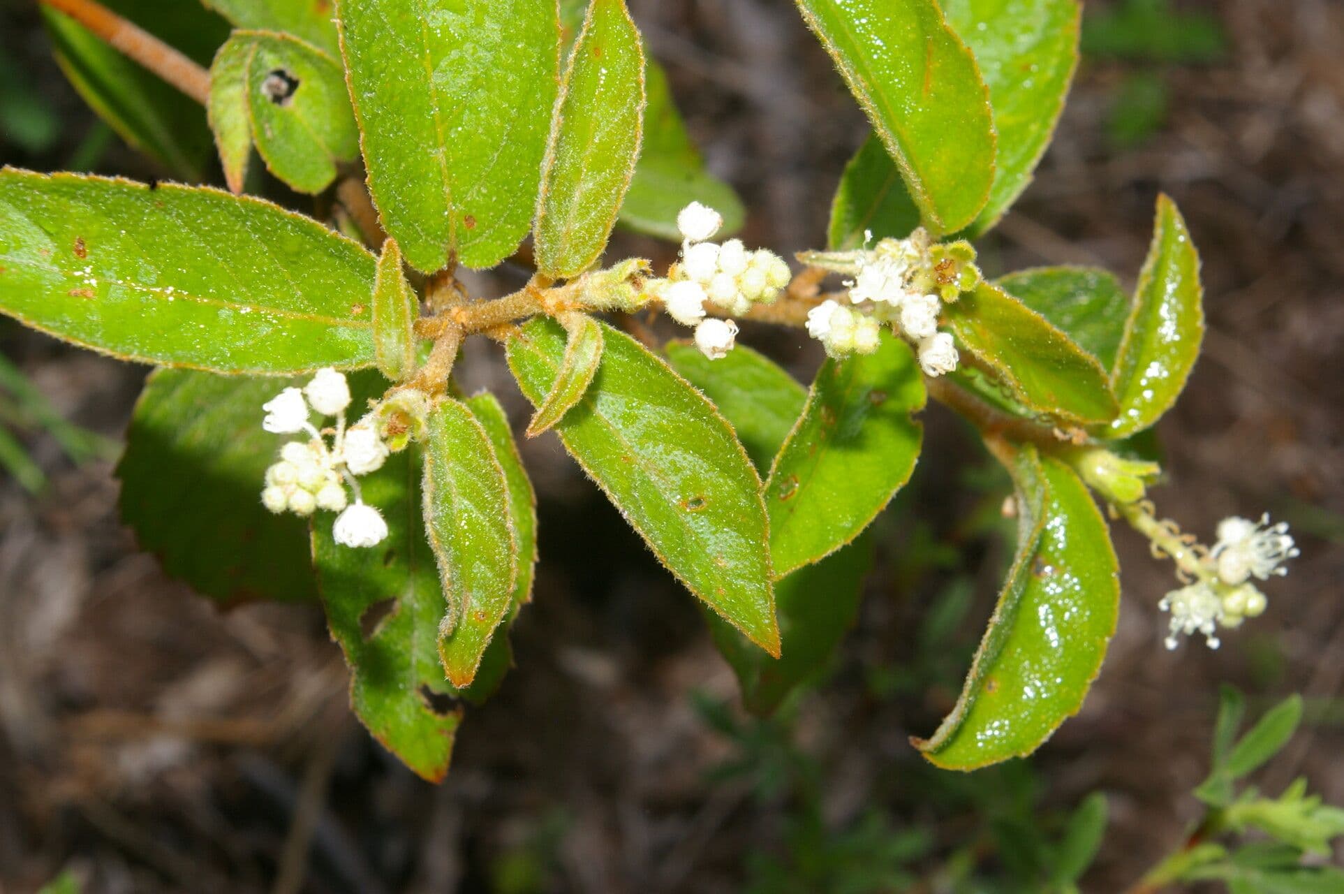 Croton 3