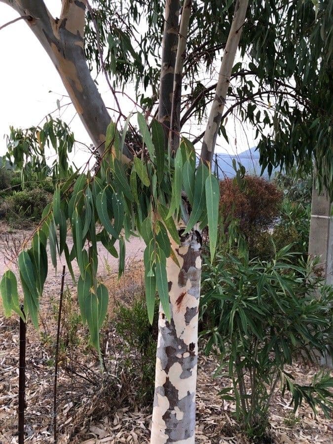 Eucalyptus dalrympleana 8