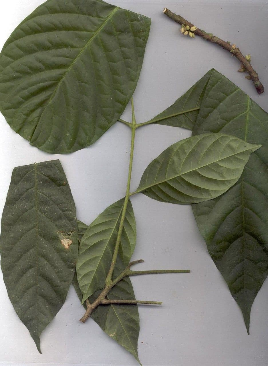 Trichilia 25