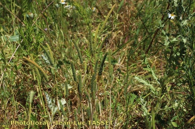 Phleum paniculatum 6