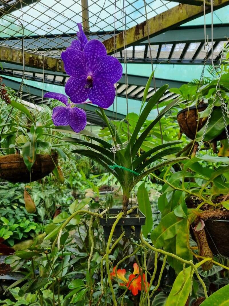 Vanda 7
