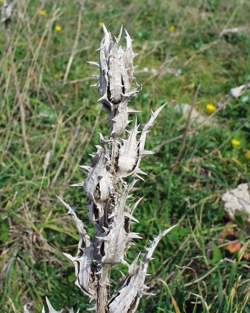 Cardo dorato 10