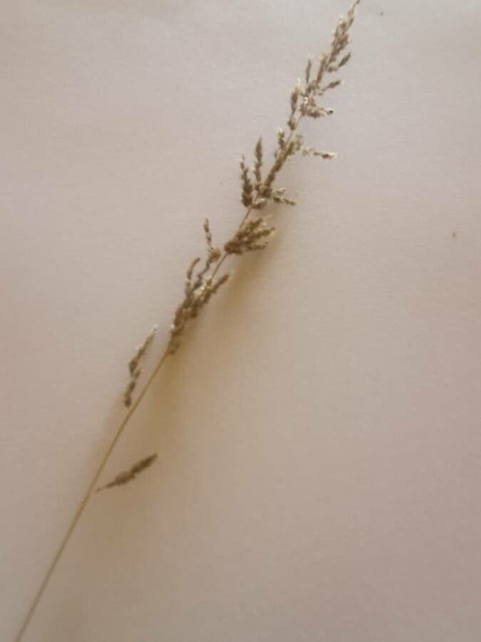 Sporobolus 3