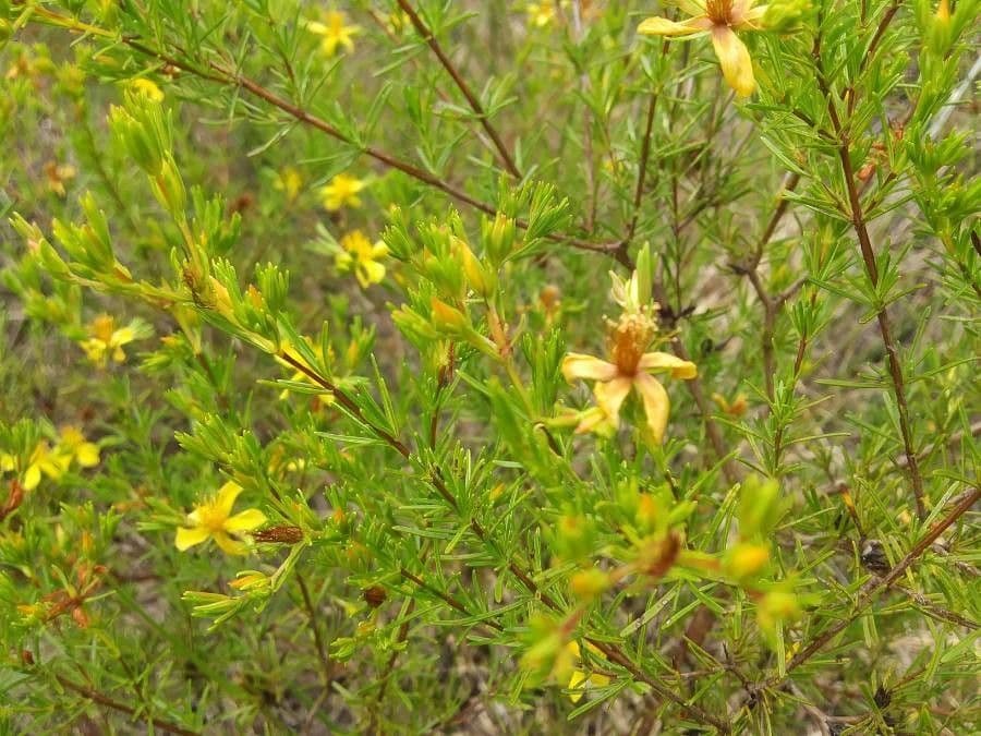 Hypericum fasciculatum 3