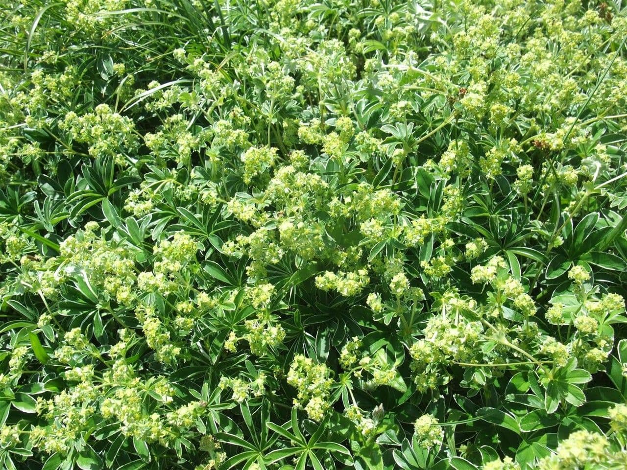 Alchemilla congiunta 9