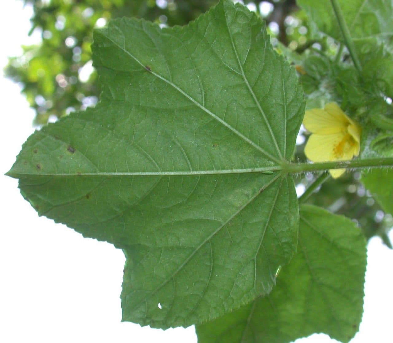 Malachra 21