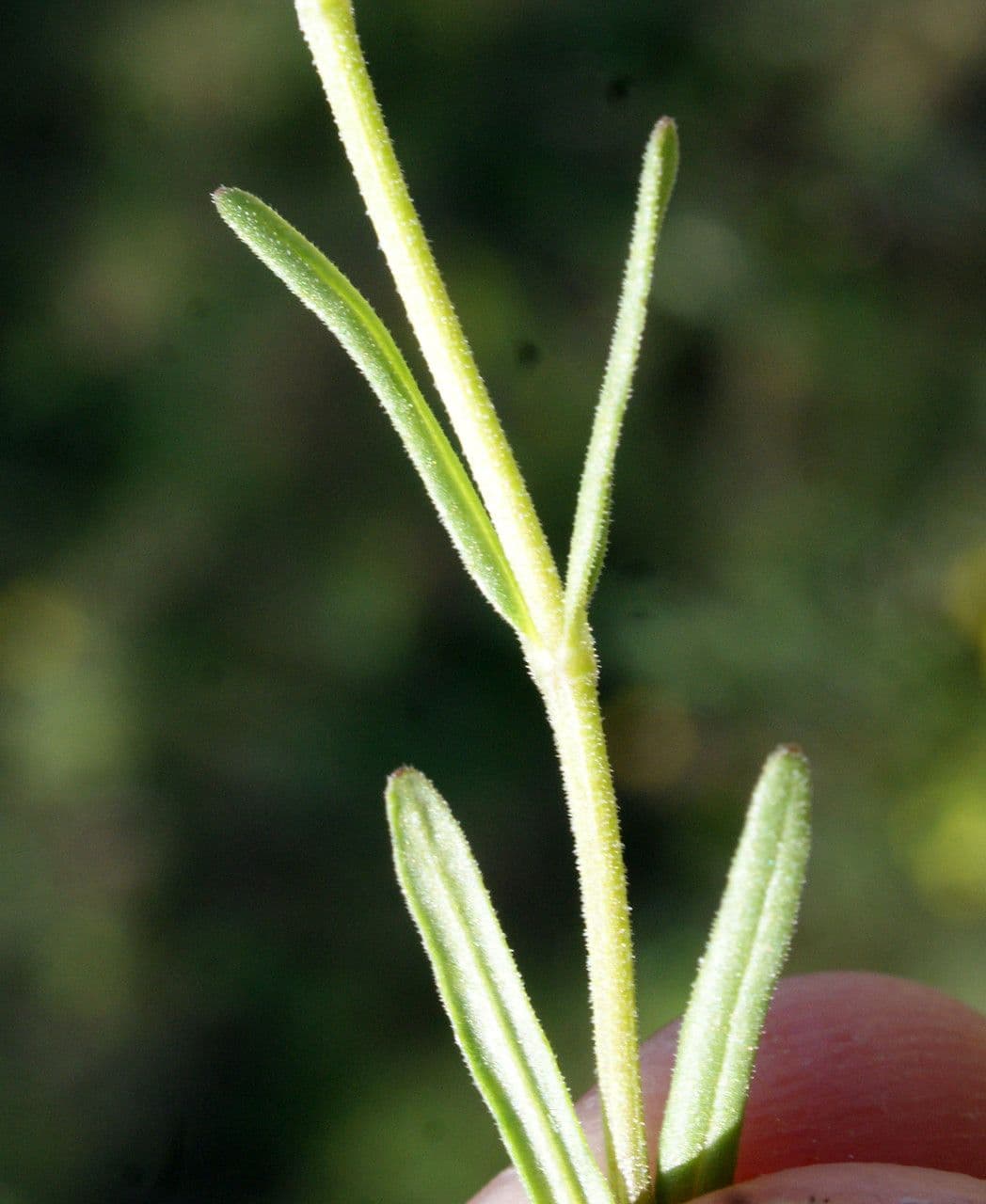 Valerianella coronata 17