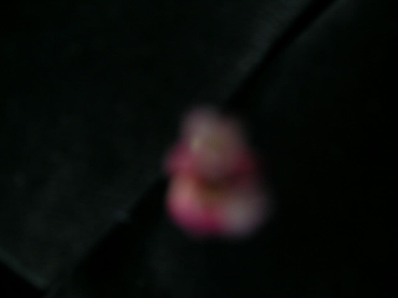 Horčičník drsný 11