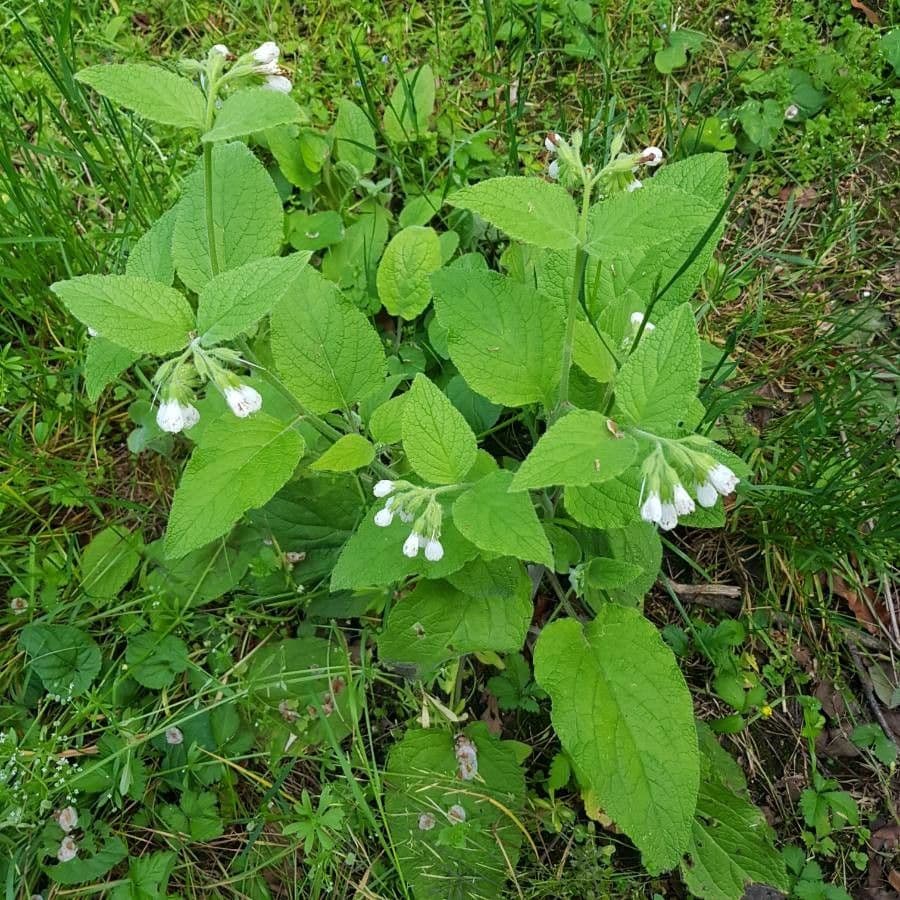 Consolida orientale 12