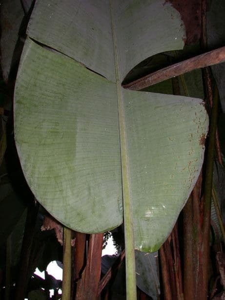 Helikonia brodata 12