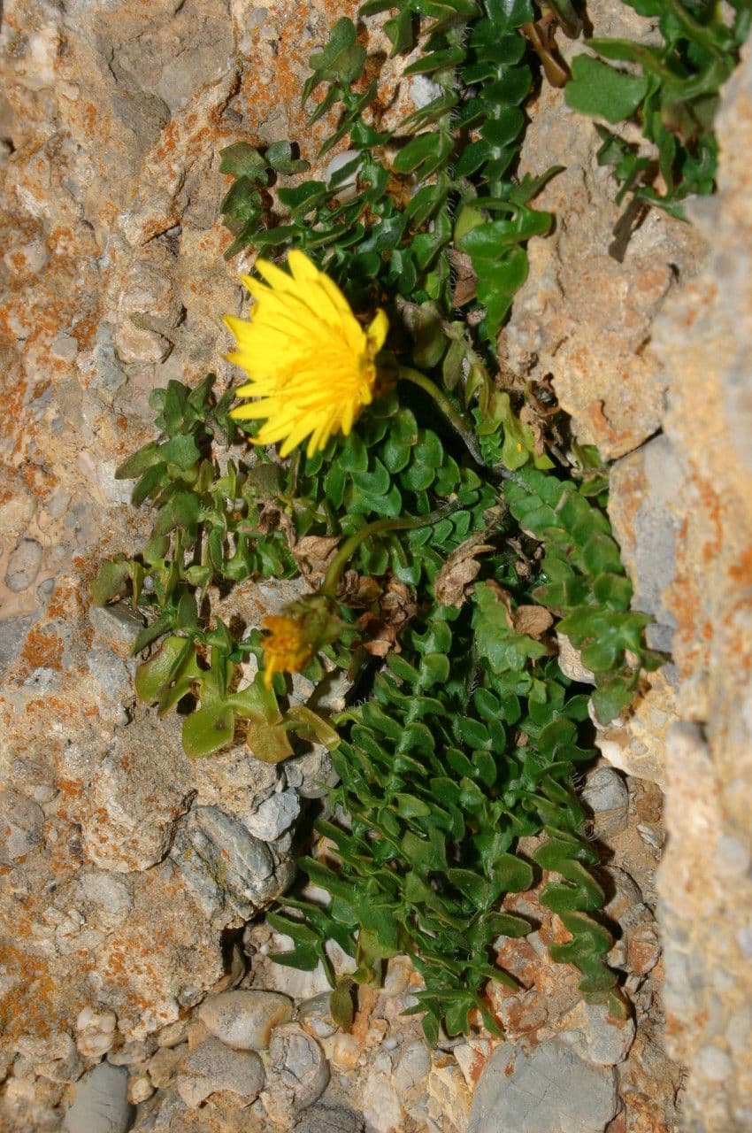 Hyoseris