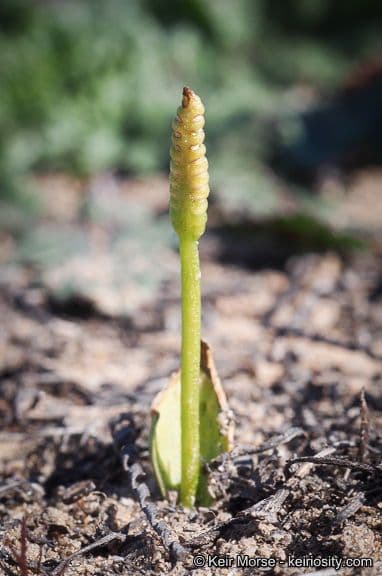 Ophioglossum californicum