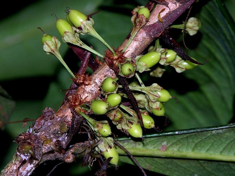 Erythroxylum 4