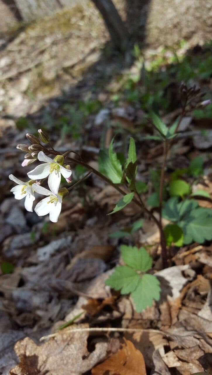 Cardamine angustata 2