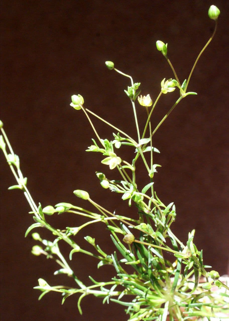 Sagina apetala 14