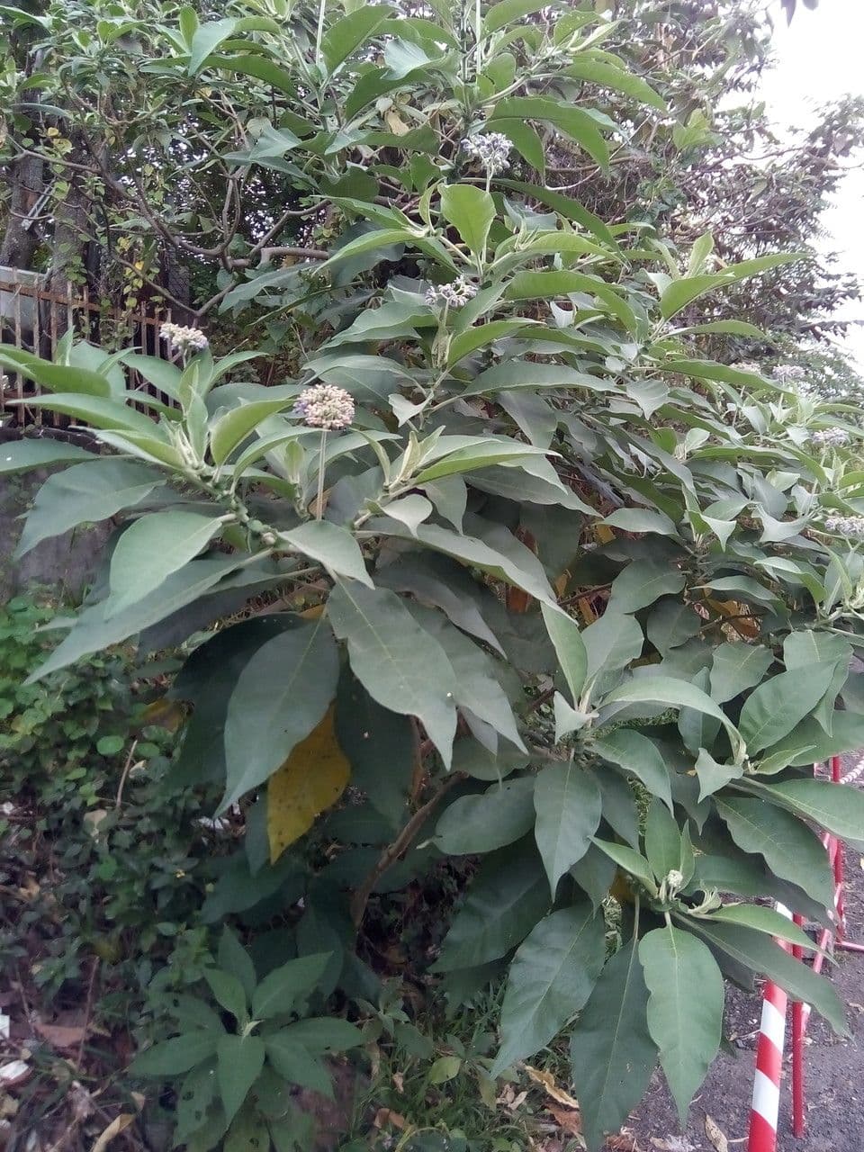 Tabaquillo 26