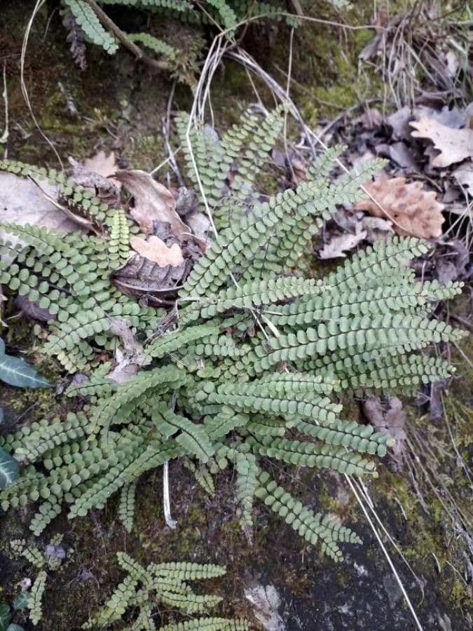 Erba rugginina 12