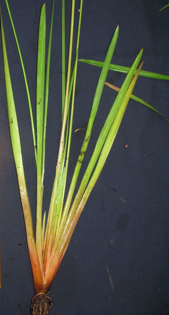 Xyris laxifolia 9