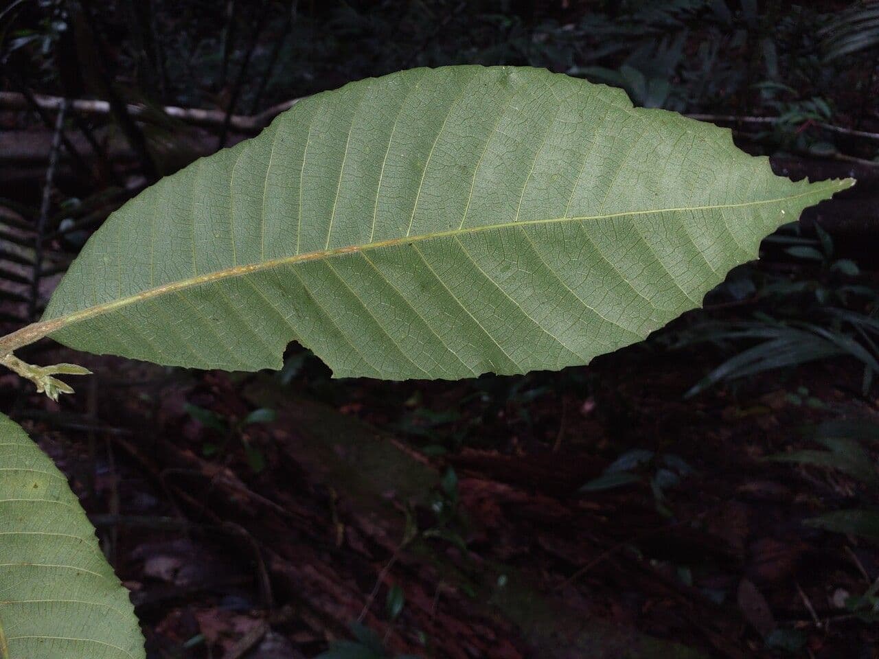 Helicostylis 3