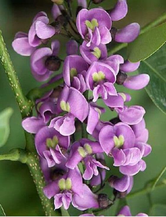 Lonchocarpus violaceo 2
