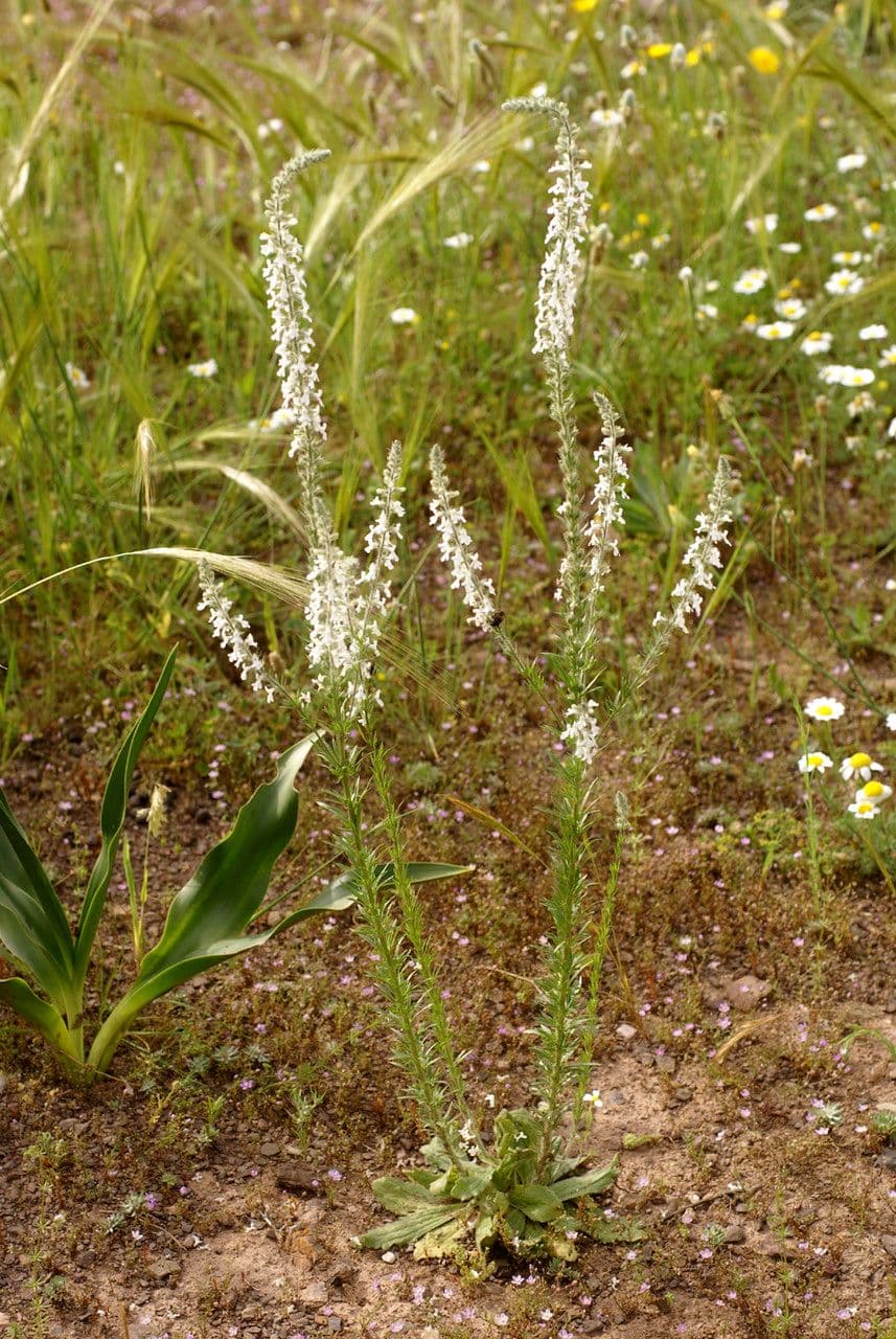 Anarrhinum 5