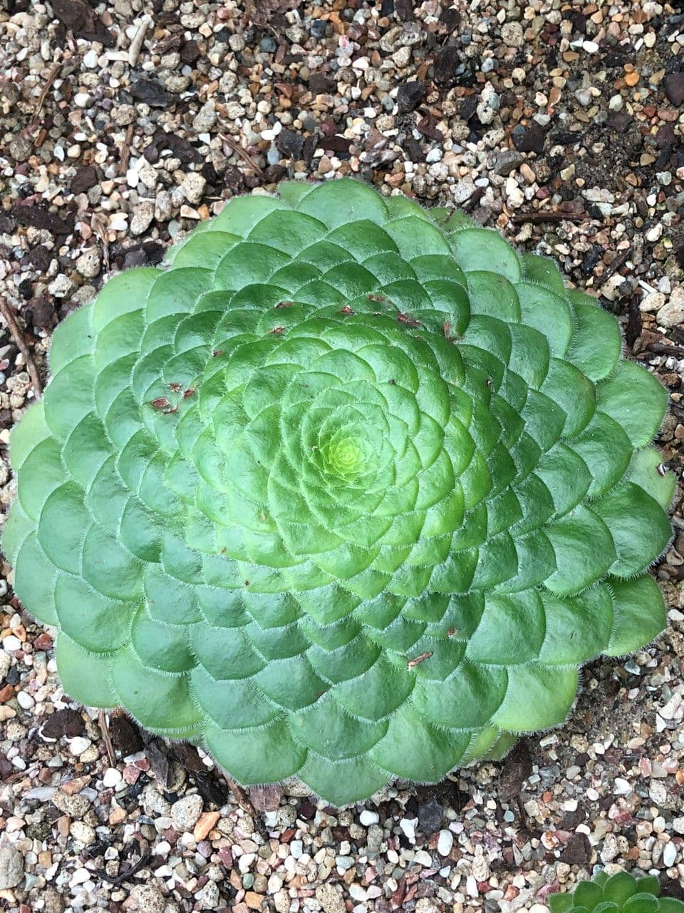 Aeonium tabuliforme