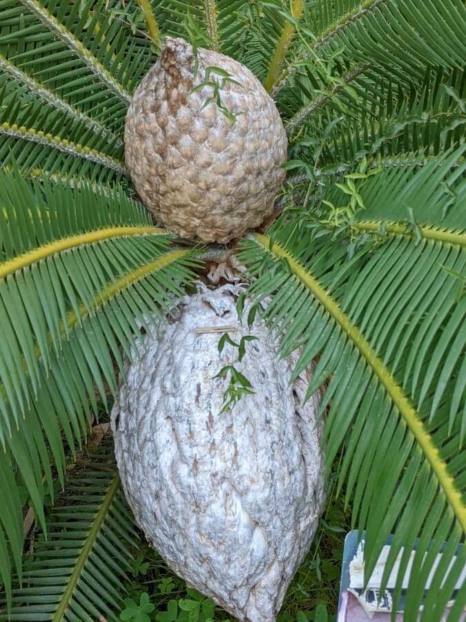 Dioon commestibile 8