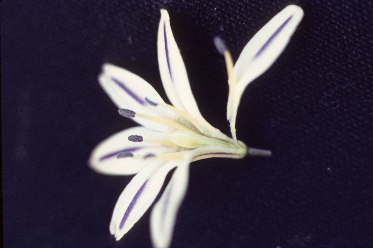 Triteleia di Henderson 4