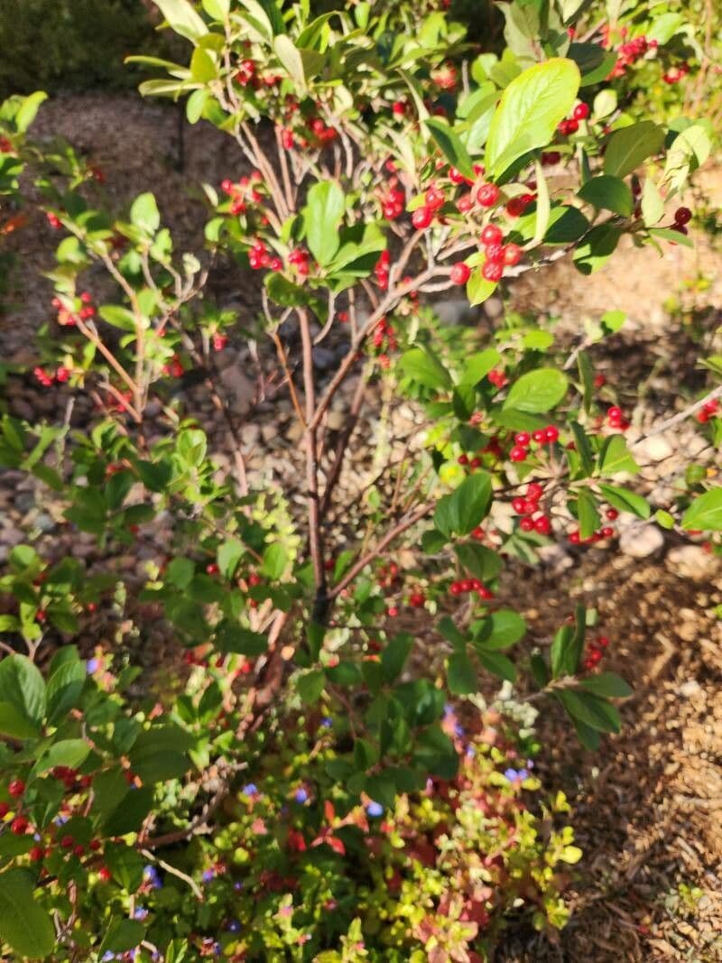 Aronia rossa