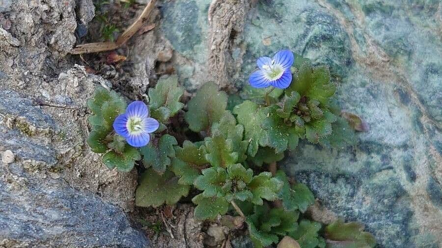 Veronica lucida 20