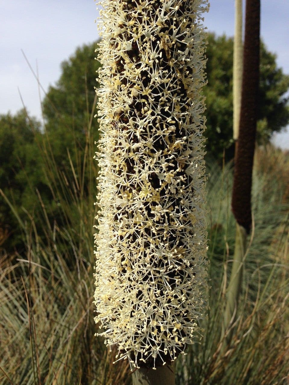Xanthorrhoea glauca 7