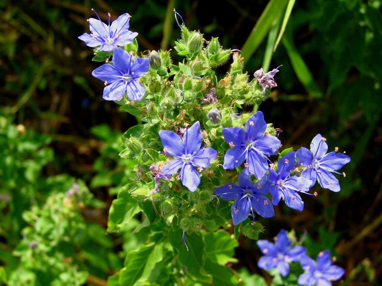 Hydrolea 8