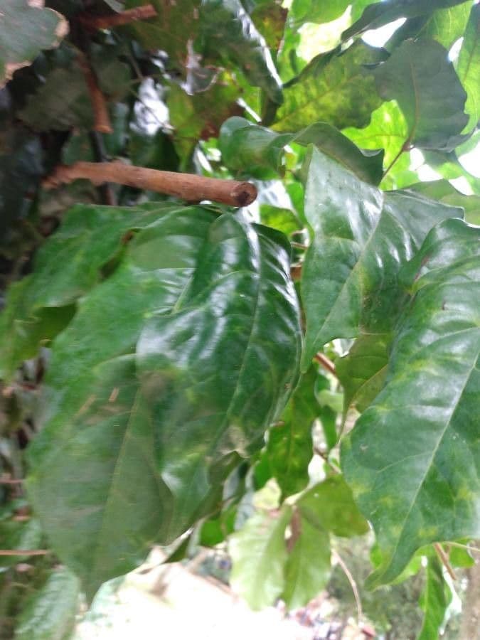 Camoensia 9