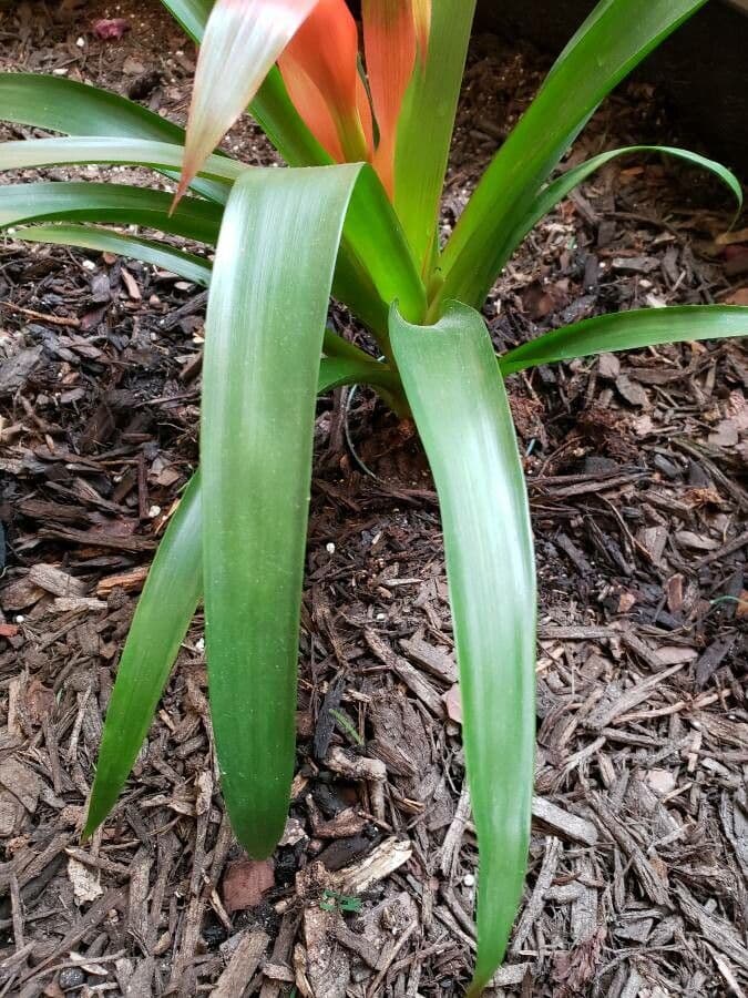 Guzmania monostachia 20