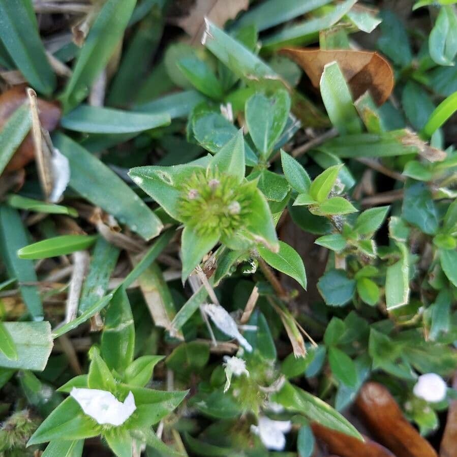 Richardia scabra 17